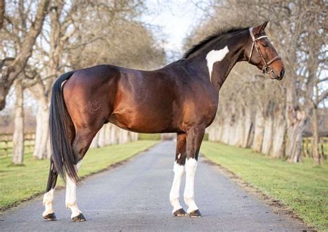 top showjumping stallions at stud.